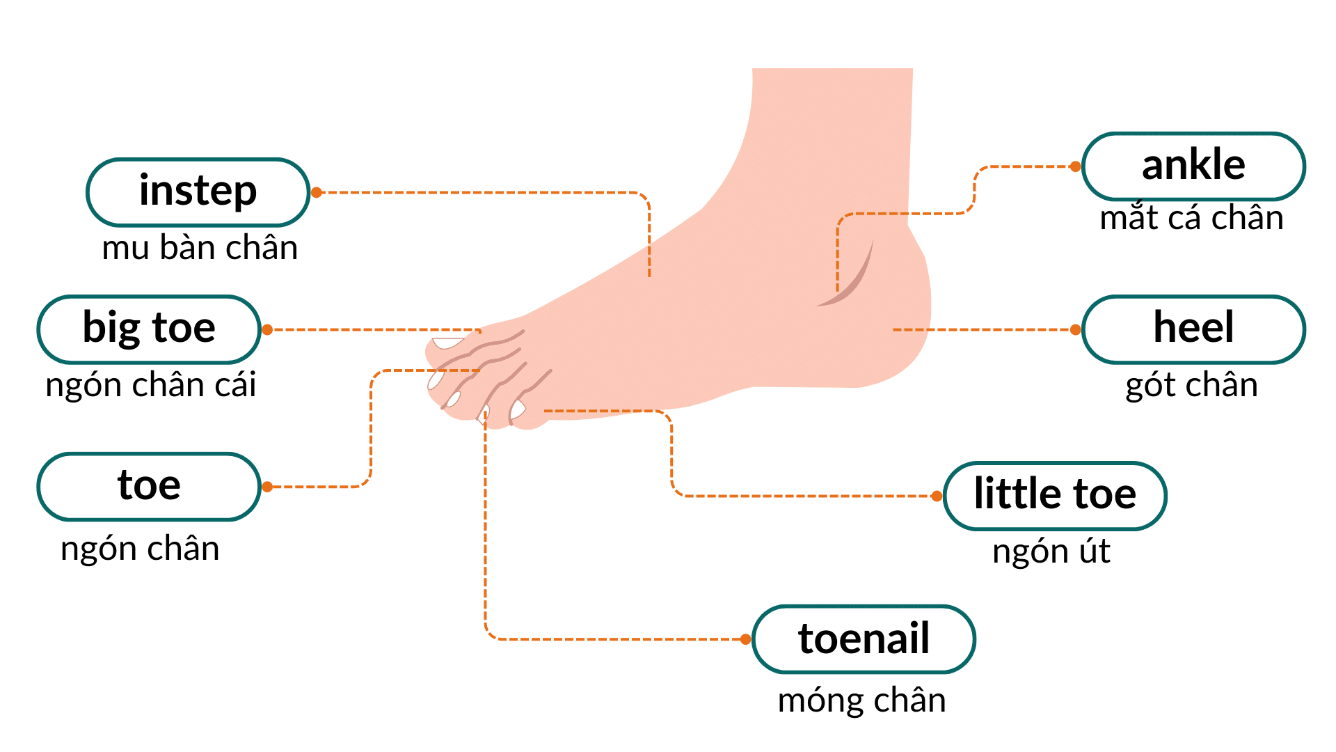 Các bộ phận trên bàn chân trong tiếng Anh