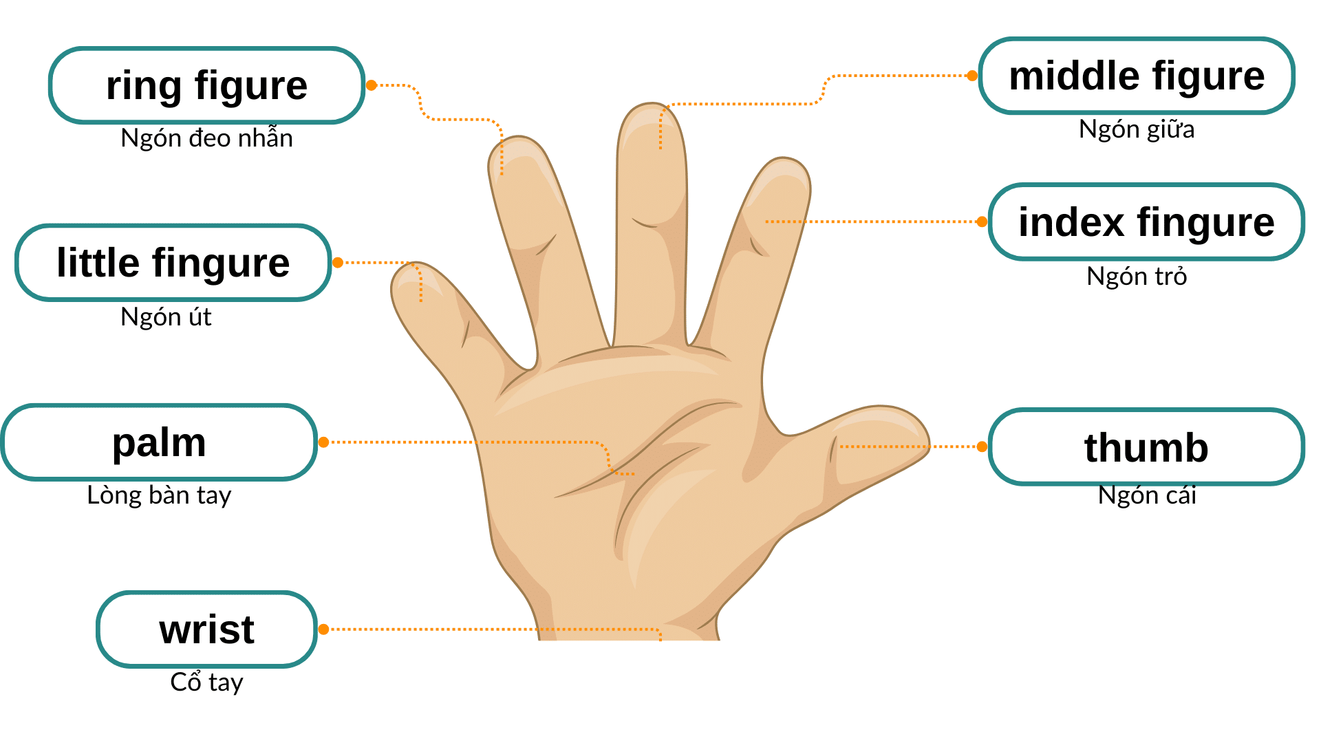 Các bộ phận trên bàn tay trong tiếng Anh